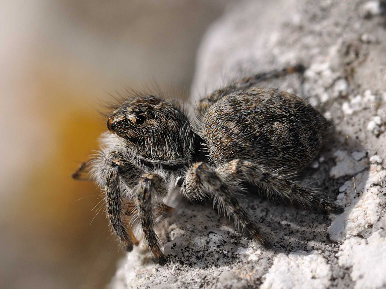 Philaeus chrysops